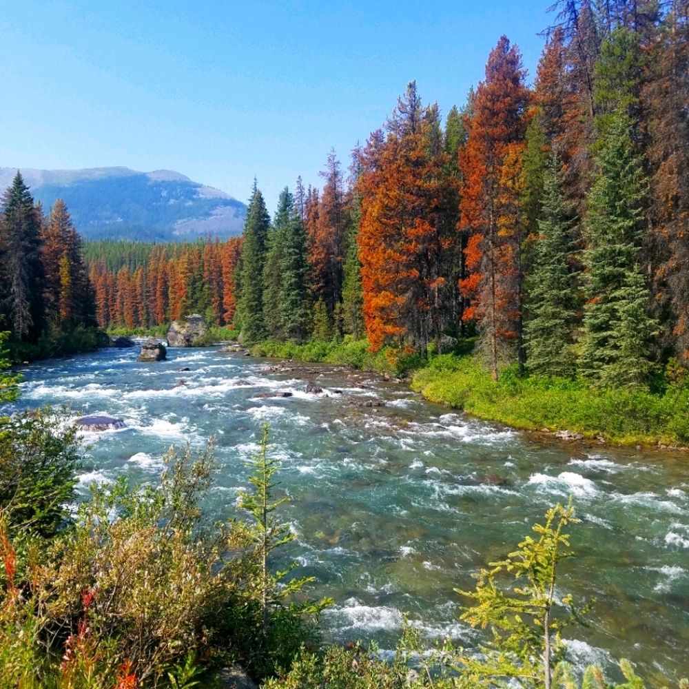 Meet your Posher, Carlye
